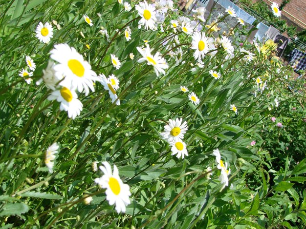 Zbliżenie kwiatów rumianków polnych Piękna scena przyrody z kwitnącymi rumiankami medycznymi w słoneczny dzień