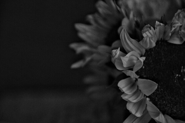 Zbliżenie kwiatów w nocy