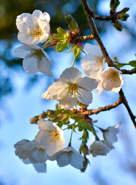 Zdjęcie zbliżenie kwiatów wiśni na drzewie