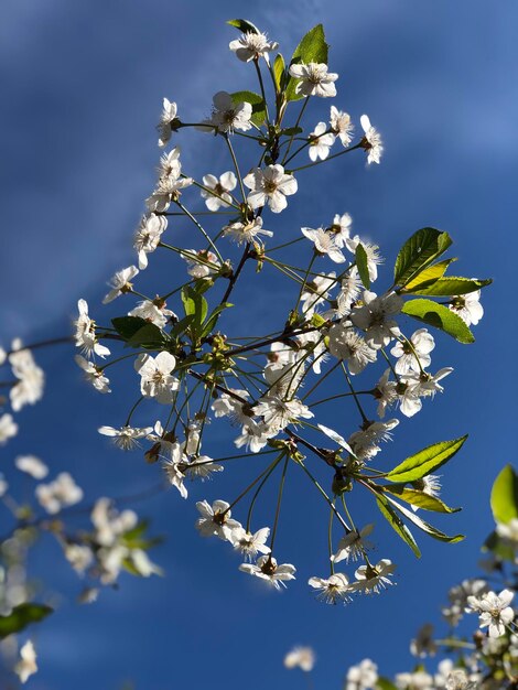 Zdjęcie zbliżenie kwiatów wiśni na tle niebieskiego nieba