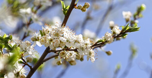 Zdjęcie zbliżenie kwiatów wiśni wiosennych