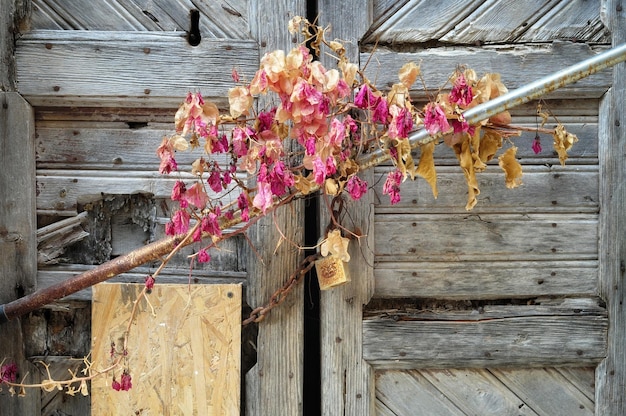 Zdjęcie zbliżenie kwiatów wiszących na drewnie
