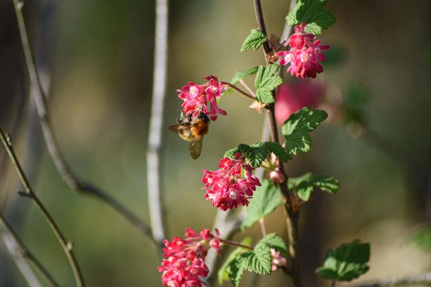 Zdjęcie zbliżenie kwiatów zapylających przez pszczoły