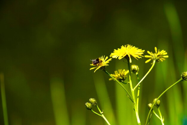 Zdjęcie zbliżenie kwiatów zapylających przez pszczoły
