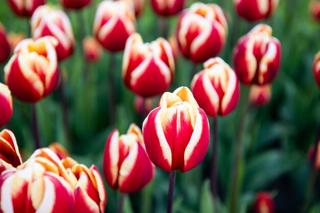 Zbliżenie kwiatu czerwonego tulipana z kolorowym naturalnym tłem rozkwita