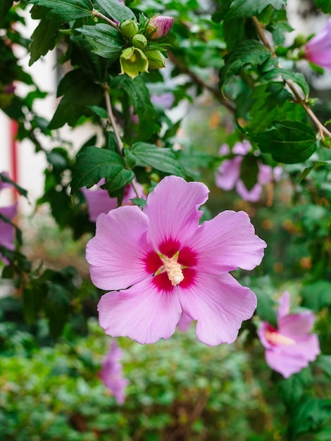 Zbliżenie kwiatu hibiskusa syriacus bzu