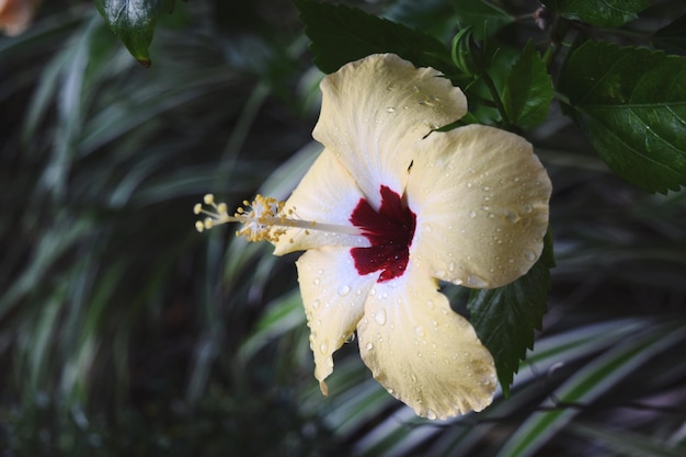 Zbliżenie kwiatu hibiskusa