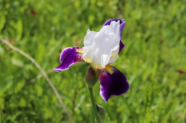 Zdjęcie zbliżenie kwiatu irysa whitepurple