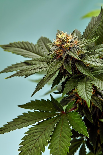 Zbliżenie kwiatu pąków marihuany na białym tle na jasnoniebieskim tle Konopie indyjskie mogą pomóc w radzeniu sobie z przewlekłym bólem, nudnościami i wymiotami wynikającymi z chemioterapii Koncepcja medyczna i biznesowa