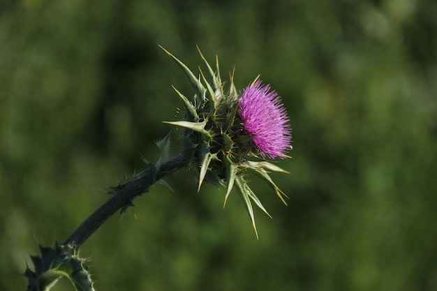 Zdjęcie zbliżenie kwiatu purpurowego ciasta