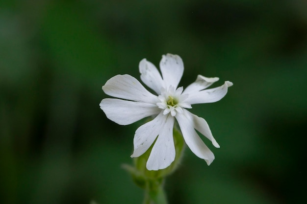 Zdjęcie zbliżenie kwiatu silene latifolia