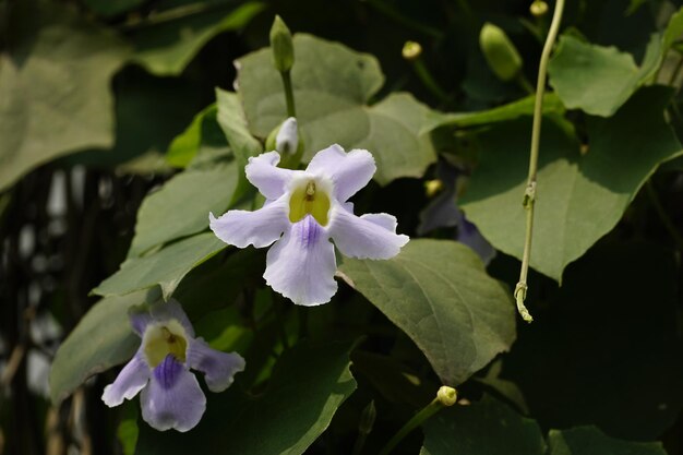 Zbliżenie kwiatu Thunbergia alata