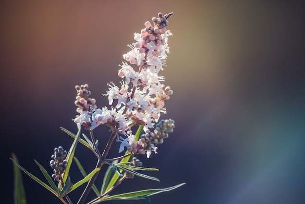 Zbliżenie kwiatu vitex-agnus-castus