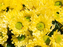 Zdjęcie zbliżenie kwitnące żółte kwiaty chryzantemy w tle