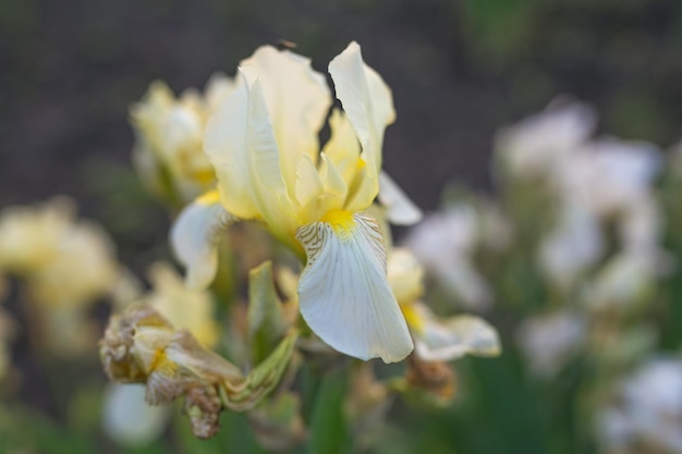Zbliżenie Kwitnącego Białego Iris Sibirica Sibirian Iris Z Małą Muchą Przed Naturalnym Zielonym I Brązowym Tłem Selektywna Ostrość