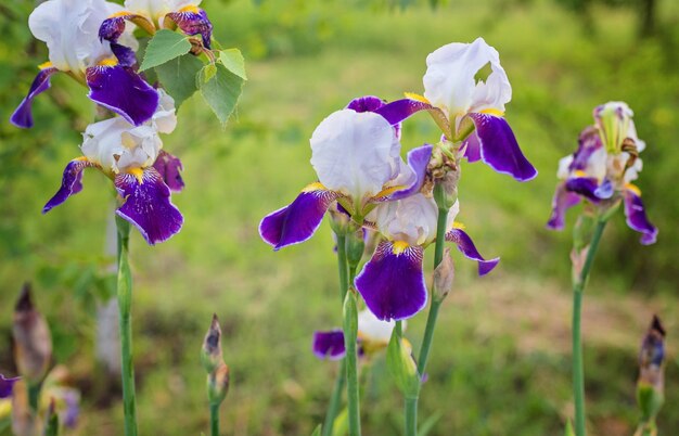 Zdjęcie zbliżenie kwitnącego fioletowego iris sibirica sibirian iris z małą muchą przed naturalnym zielonym i brązowym tłem selektywna ostrość