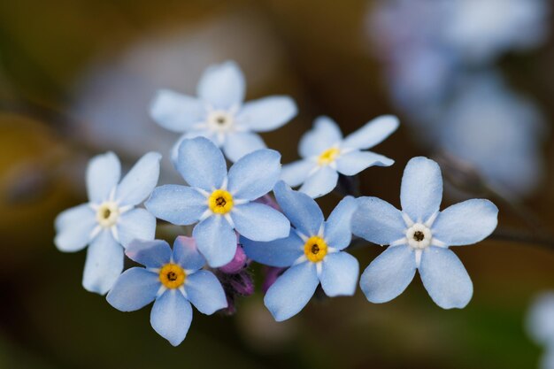 Zdjęcie zbliżenie kwitnącego frangipani na świeżym powietrzu