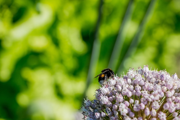 Zbliżenie kwitnący czosnek. Piękny bokeh w tle. Trzmiel zbiera nektar.