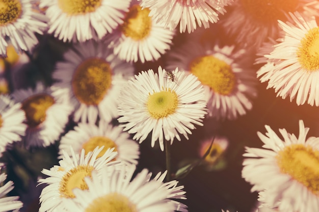 Zbliżenie Kwitnący Rumianek W Ogrodzie, Lato Na Tle. Fotografia Magiczny Kwiat Na Rozmytym Tle