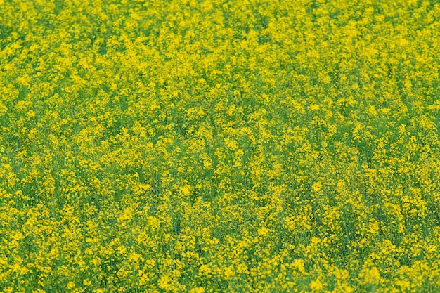 Zbliżenie kwitnący żółty canola