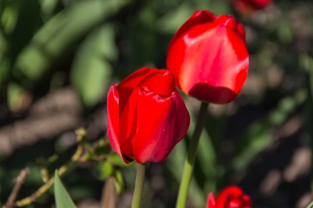 Zbliżenie kwitnących czerwonych tulipanów kwiaty tulipanów z głębokimi czerwonymi płatkami tworzącymi tło układania kwiatów