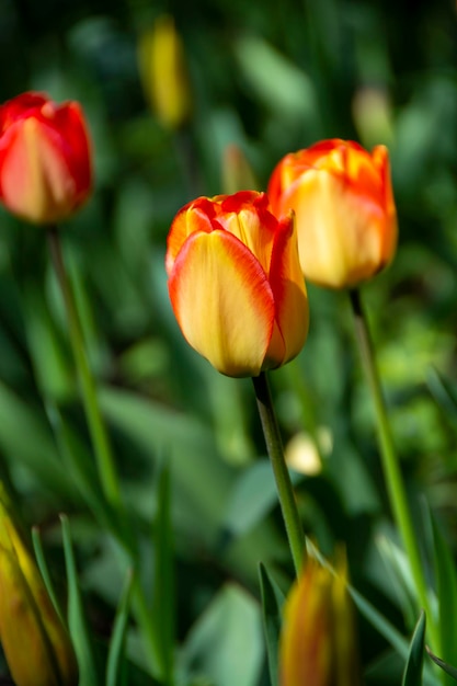 Zbliżenie kwitnących pomarańczowożółtych tulipanów Kwiaty tulipanów z żółtopomarańczowymi płatkami