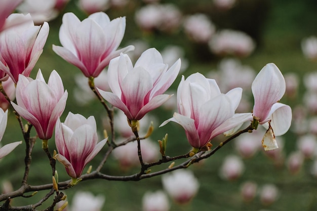 Zbliżenie kwitnących różowych kwiatów magnolii Wiosna w tle Zdjęcie wysokiej jakości