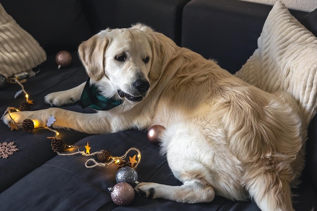 Zbliżenie labrador na kanapie ze świątecznym wystrojem