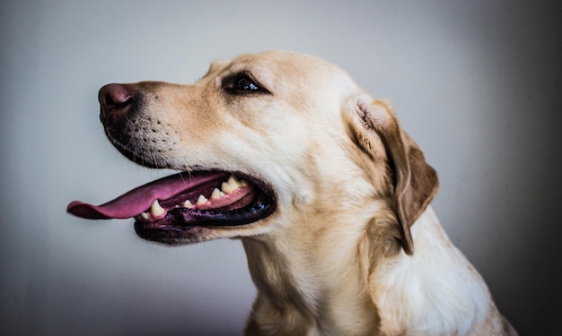 Zbliżenie labrador retrievera na ścianie