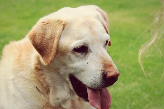 Zbliżenie labrador retrievera wystawiającego język