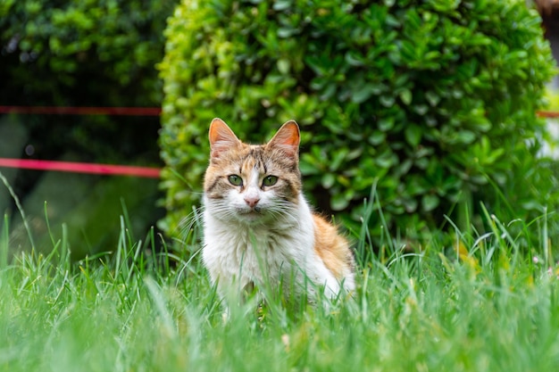 Zdjęcie zbliżenie ładny kot siedzi na trawie patrząc na kamery w ogrodzie