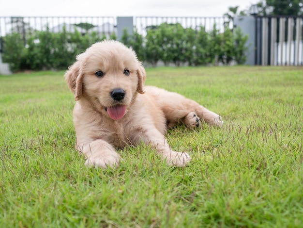 Zdjęcie zbliżenie ładny szczeniak śpi na trawie na podwórku i patrząc na zewnątrz. śliczny piesek golden retriever na łące przed domem