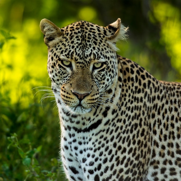 Zbliżenie Lamparta, Serengeti, Tanzania