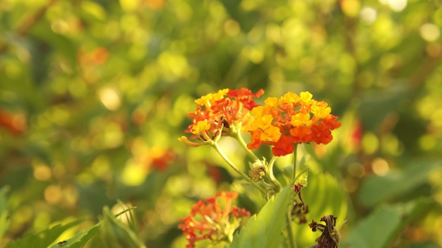 Zbliżenie Lantana Camara