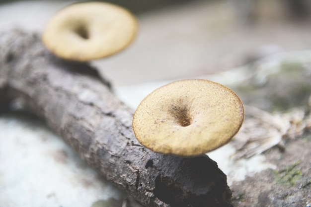 Zdjęcie zbliżenie lasowe pieczarki na gałąź w naturze