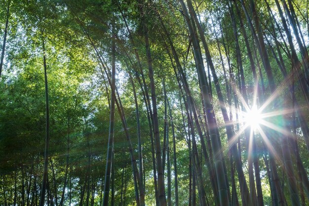 Zbliżenie lasu bambusowego i światło promieni słonecznych