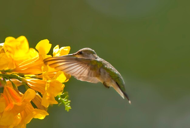Zdjęcie zbliżenie latającego żółtego ptaka