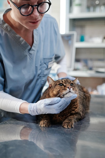 Zbliżenie: lekarz weterynarii w okularach, badający kota domowego na stole podczas pracy w klinice weterynaryjnej
