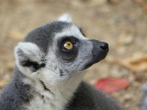 Zbliżenie lemura patrzącego w górę