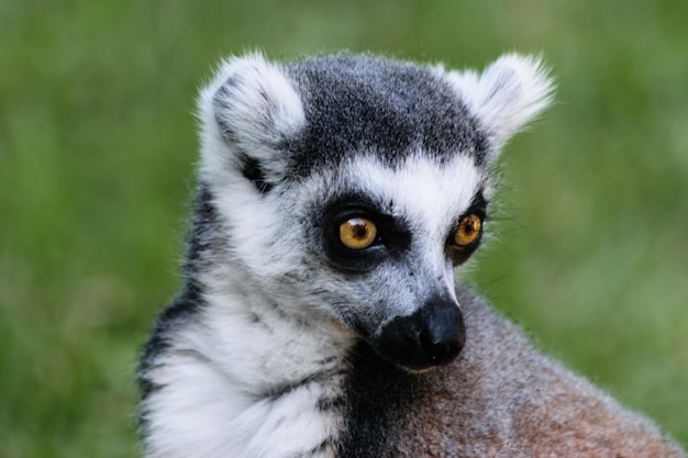 Zbliżenie lemura patrzącego w inną stronę