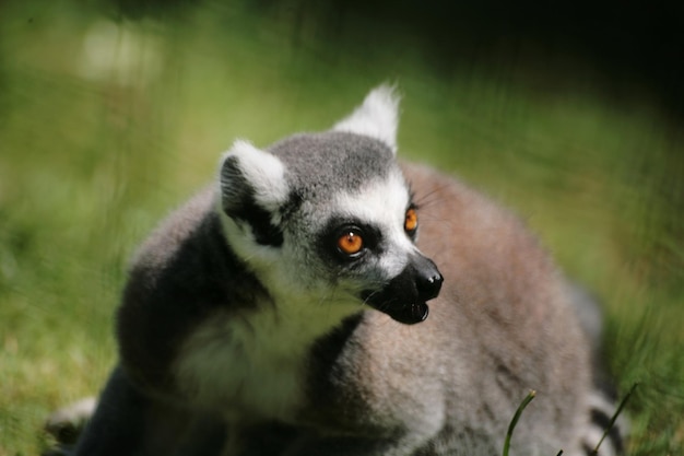 Zdjęcie zbliżenie lemura patrzącego w inną stronę