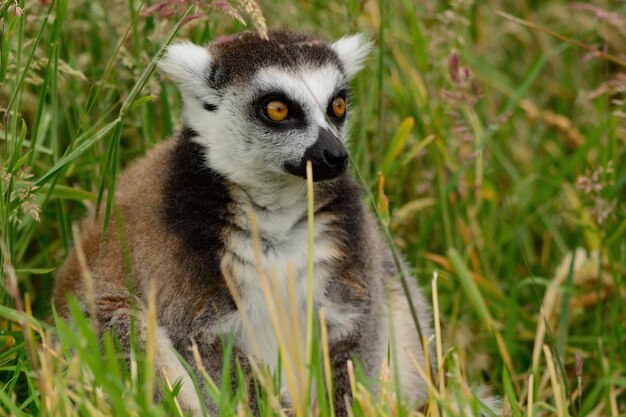 Zdjęcie zbliżenie lemura siedzącego na trawiastym polu