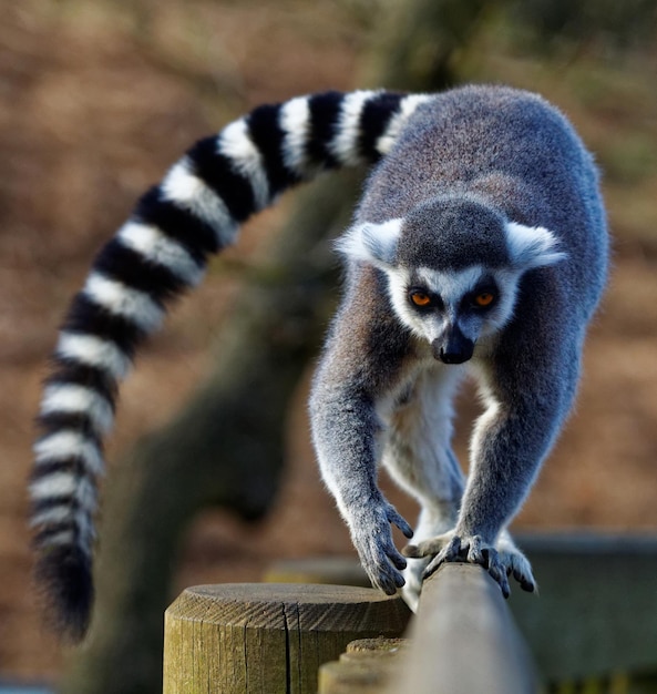 Zdjęcie zbliżenie lemura