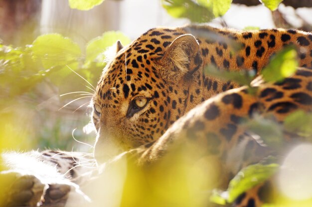 Zdjęcie zbliżenie leoparda w zoo