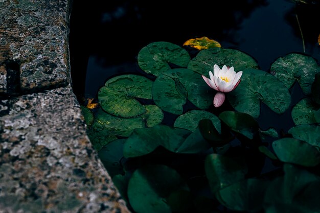 Zdjęcie zbliżenie lilii wodnej lotosu w jeziorze