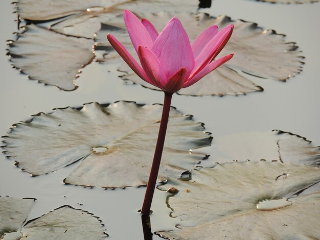 Zbliżenie lilii wodnej lotosu w stawie