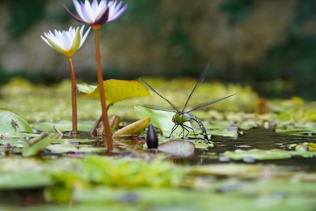 Zdjęcie zbliżenie lilii wodnej lotosu w stawie