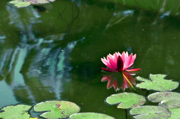 Zdjęcie zbliżenie lilii wodnej lotosu