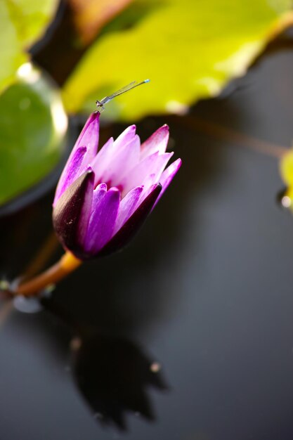 Zdjęcie zbliżenie lilii wodnej w stawie