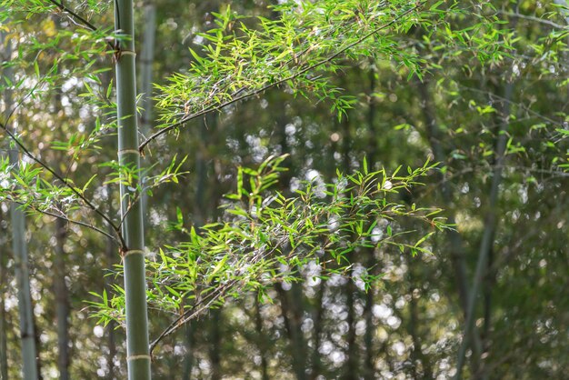Zbliżenie liści bambusa w bambusowym lesie